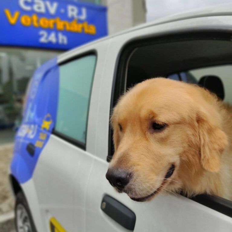 taxidog com cachorro - procav rj