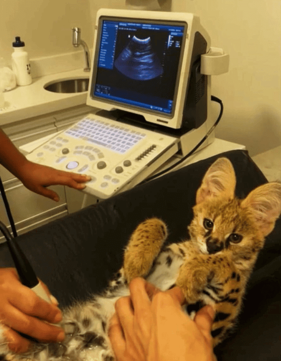 Exames de Imagem III - Procav RJ